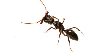 Exterminator Dr. 24 Hours Pest Control Exterminator